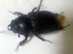 Dorculus difformipes