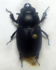 Dorculus difformipes