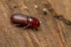 Saprosites pygmaeus