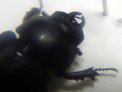 Dorculus difformipes