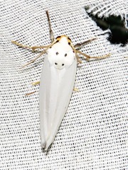 Ilemodes astriga