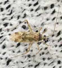 Phytocoris longipennis