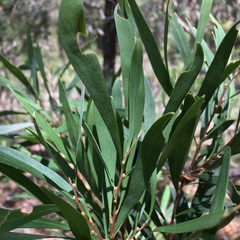Hakea eriantha