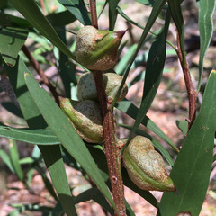 Hakea eriantha