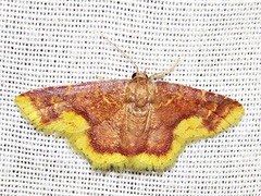 Syngatha latiflavaria