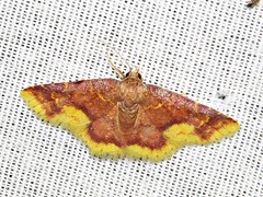 Syngatha latiflavaria