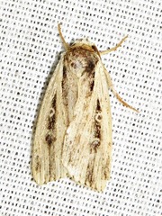 Axylia annularis