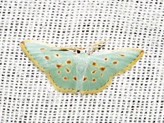 Comostolopsis stillata