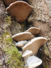Phellinus populicola