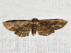 Horisme pallidimacula