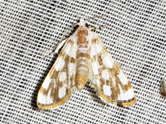 Obtusipalpis pardalis