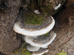 Phellinus populicola