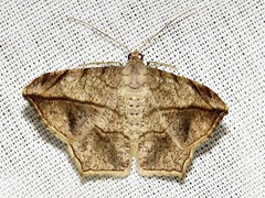 Chiasmia simplicilinea