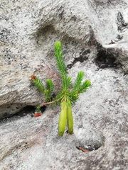 Erica viridiflora viridiflora