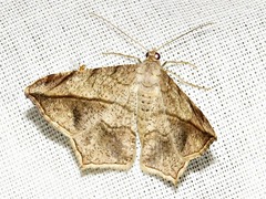 Chiasmia simplicilinea