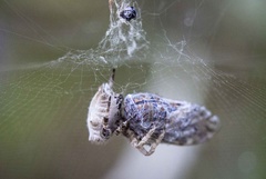 Platypleura capensis