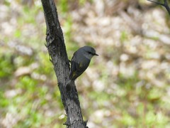 Eopsaltria griseogularis