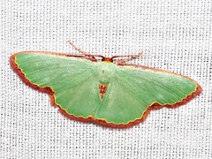 Heterorachis devocata