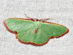 Heterorachis devocata