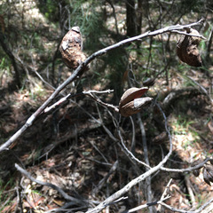 Hakea eriantha