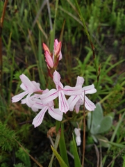 Disa gladioliflora gladioliflora