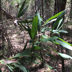 Hakea eriantha