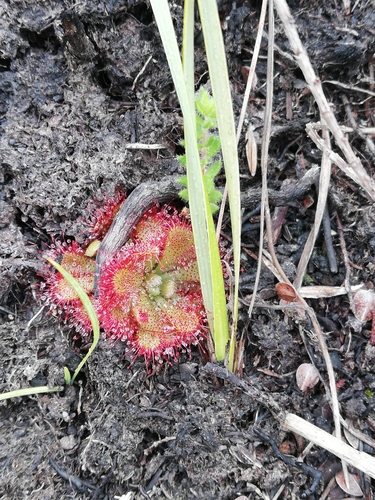 Australian sundew (Drosera aliciae)