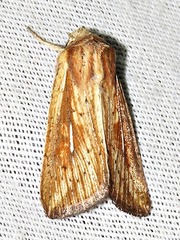 Mythimna ustata