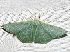 Thalassodes quadraria