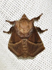 Omocenoides isophanes