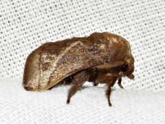 Omocenoides isophanes