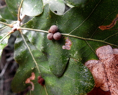 Atrusca carolina