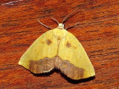 Drepanogynis viridipennis