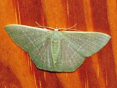 Thalassodes quadraria