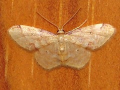 Idaea squamulata