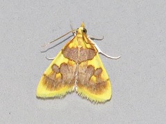 Sameodesma xanthocraspia