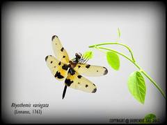 Rhyothemis variegata