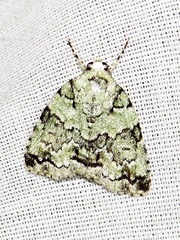 Blenina squamifera