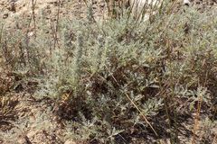 Artemisia caerulescens gallica