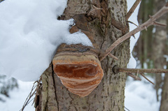 Fomitiporia hartigii