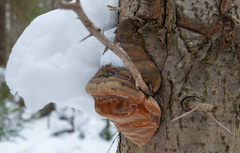 Fomitiporia hartigii