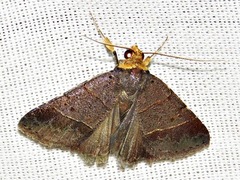 Plecoptera melalepis