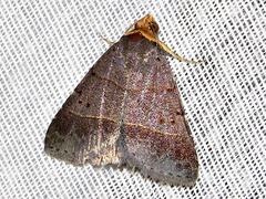 Plecoptera melalepis