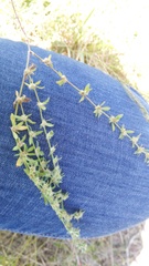 Galium virgatum