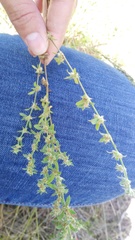 Galium virgatum