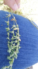Galium virgatum