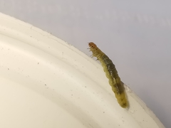 Agrotera nemoralis