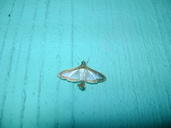 Diaphania hyalinata