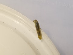 Agrotera nemoralis
