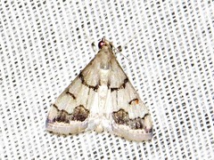 Odontiinae